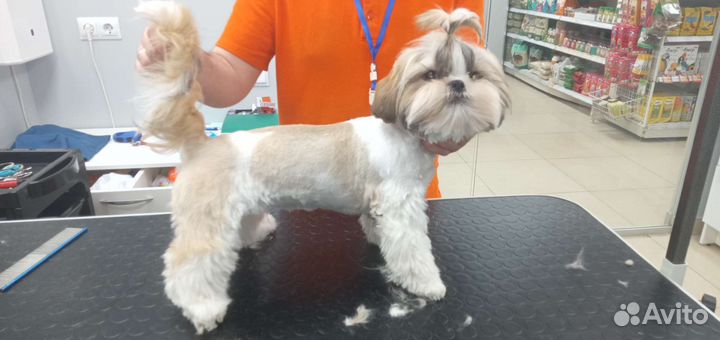 Стрижка собак и кошек. Выездной грумер