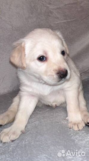 Щенки лабрадора