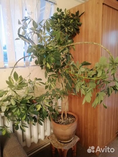 Комнатные цветы