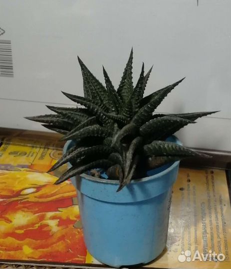 Суккуленты хавортия крассула денежное дерево