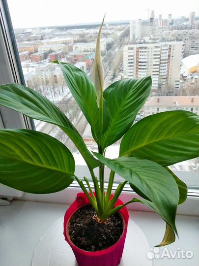 Спатифиллум цветущий