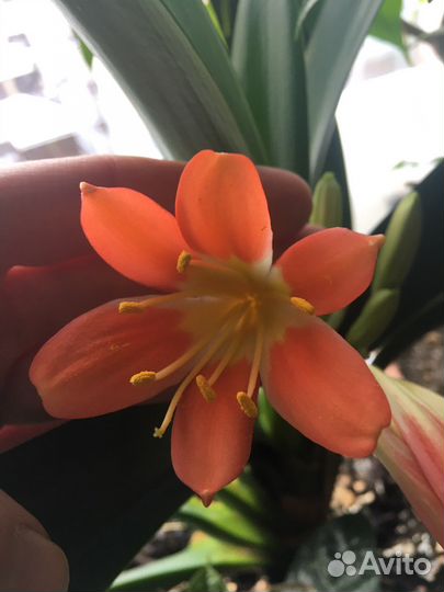 Кливия оранжевая