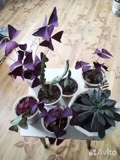 Комнатные растения