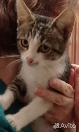 Котëнок в добрые руки