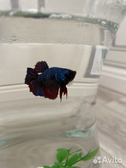 Аквариум с рыбкой