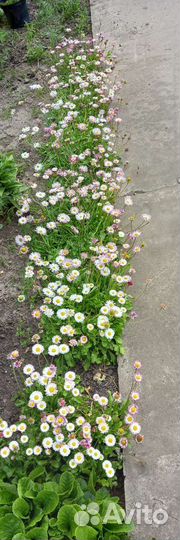 Неприхотливые садовые многолетники 2