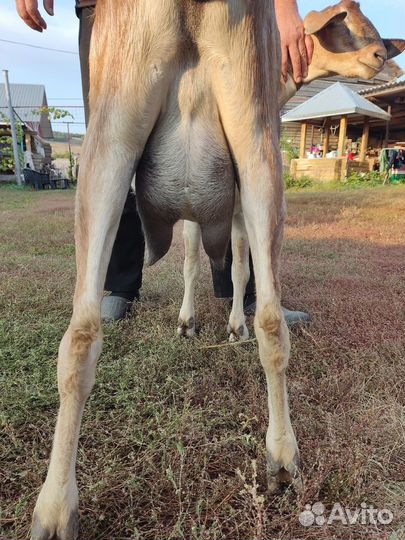 Нубийские козы покрытые процентные