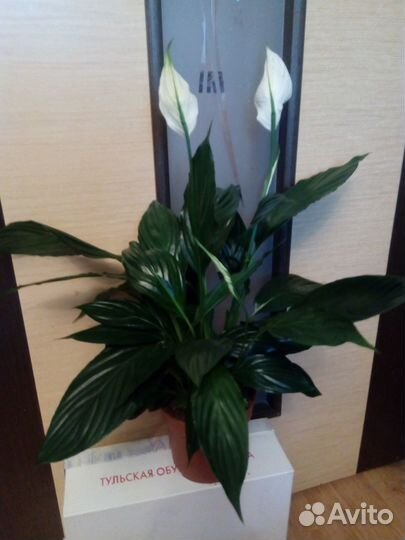 Спатифиллум Свит Марио (женское счастье)