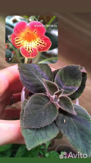 Комнатные растения