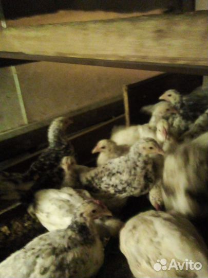 Курочки молодки пушкинской породы