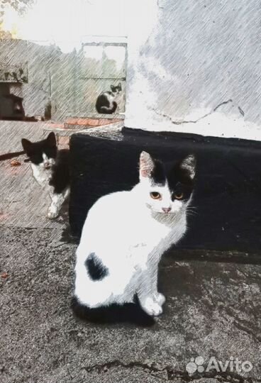 Кошечка в добрые руки