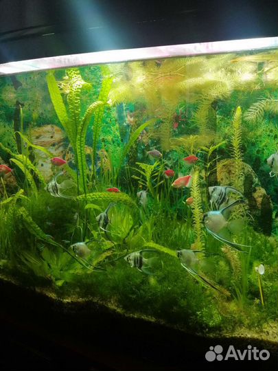 Аквариум