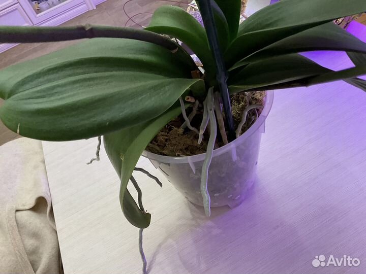 Королевская орхидея