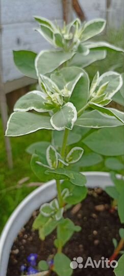 Вологодское кружево, Бузульник, Седум