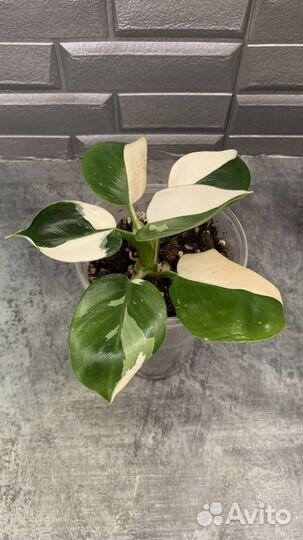 Филодендрон Вайт Визард