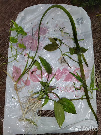 Набор аквариумных растений