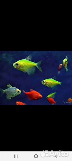 Аквариумные рыбки
