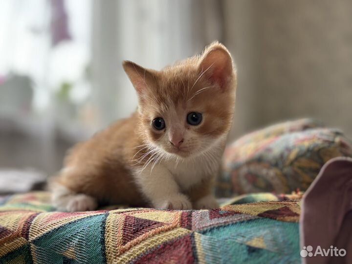 Котята в добрые руки бесплатно