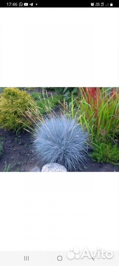 Овсянница сизая