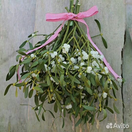 Омела белая живая