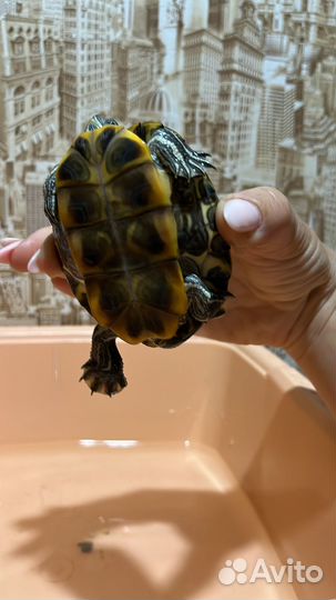 Красноухая черепаха