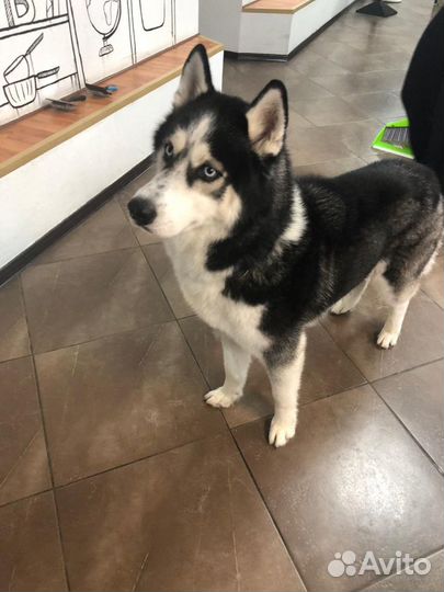 Стрижка домашних животных