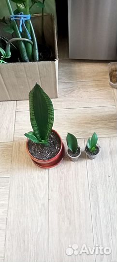 Спатифиллум Домино и другие цветы