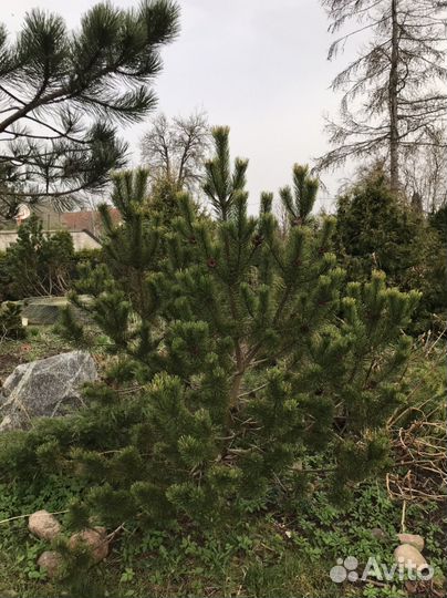 Декоративные растения