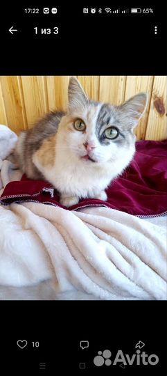 Кошка-ленивица