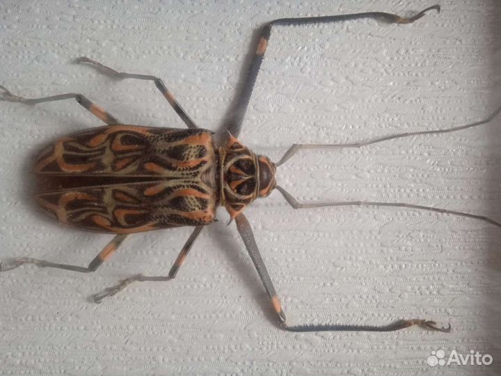 Жук Арлекин коллекционный в рамке