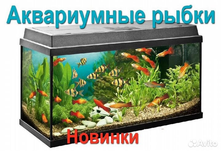 Аквариумы и обслуживание