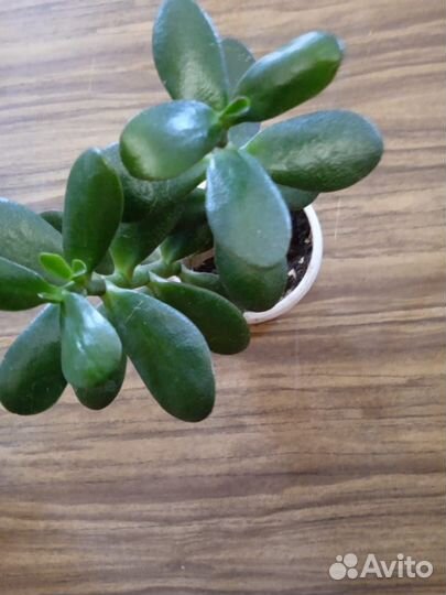 Комнатные цветочки