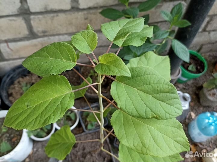 Гортензия Стронг Аннабелль