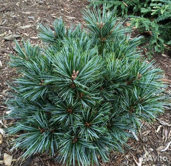 Сосна кедровая корейская Блю Болл С5 20-25см