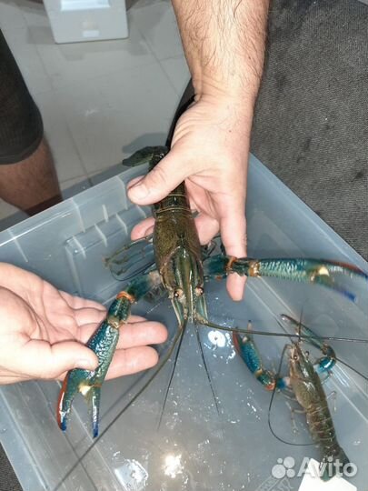 Семьи австралийского рака, мальк и подростки