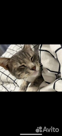 Кот ищу