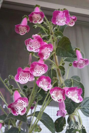 Комнатные растения цветы