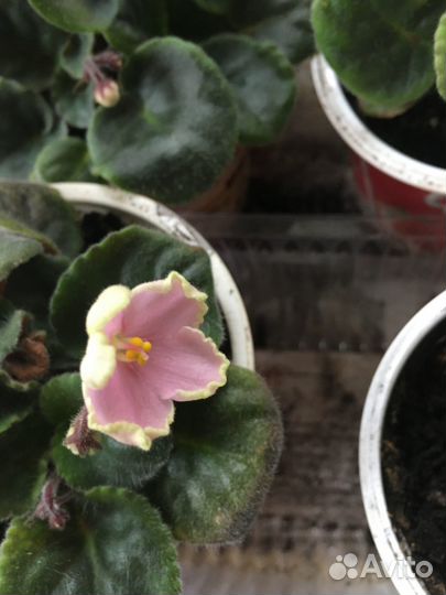 Фиалка сортовая