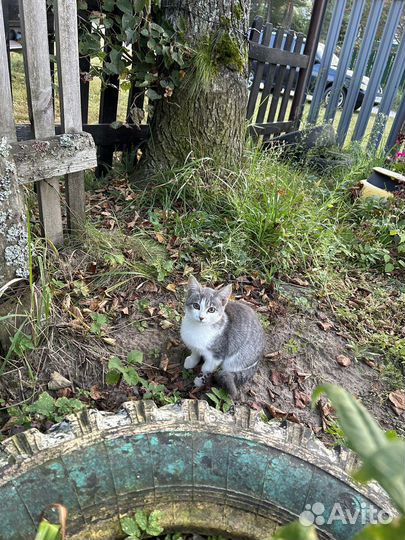 Котёнок