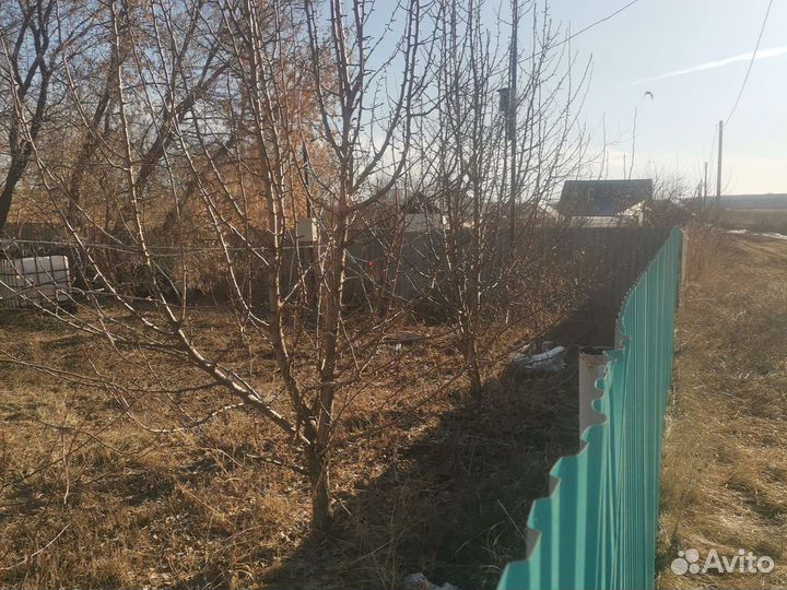 Груша дерево плодоносящие