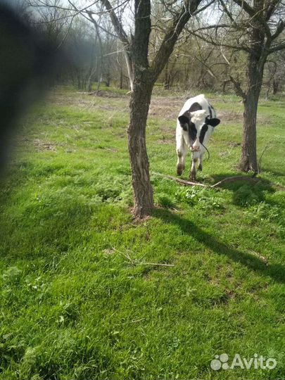 Продаются крс