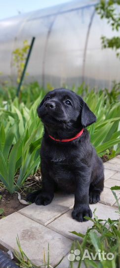 Щенки лабрадора