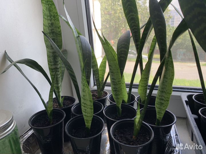 Сансевиерия