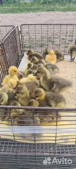 Гуси крупные серые