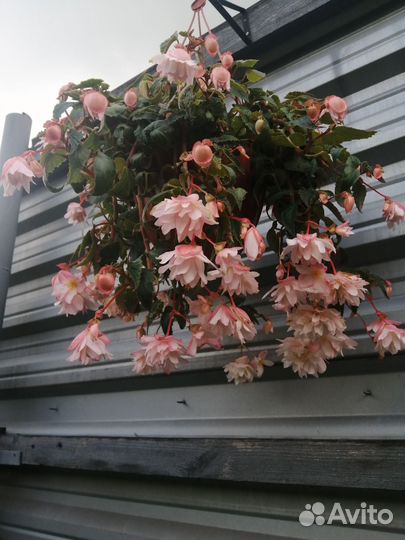 Бегония беллекония