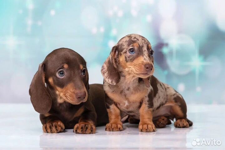 Такса миниатюрная