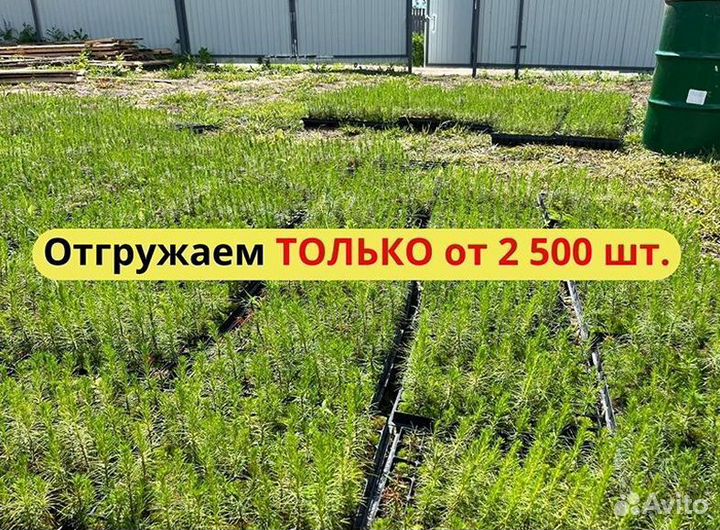 Саженцы сосны зкс оптом