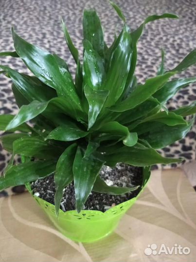 Комнатные цветы