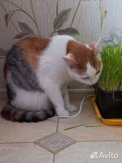 Марусечка хочет стать домашней