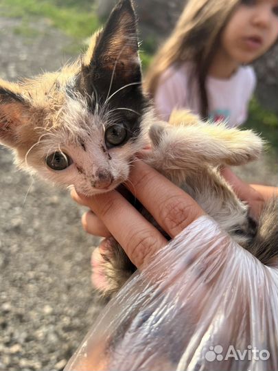 Котята в добрые руки бесплатно